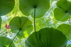 英超焦点大战前瞻：曼联曼城巅峰对决，利物浦切尔西激战，热刺南安普顿不容错过